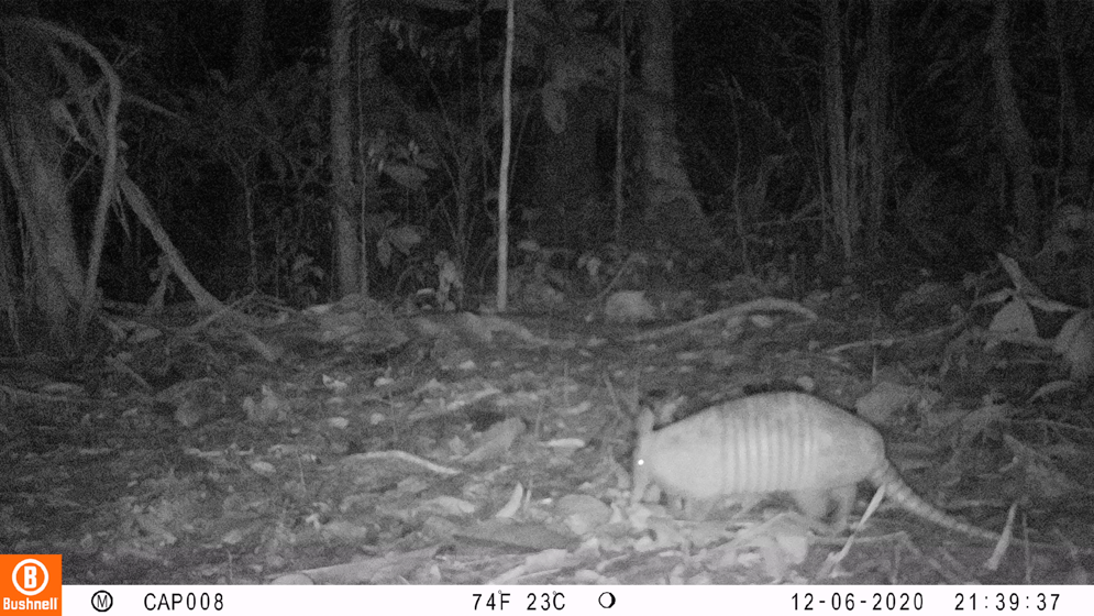 Imagen cámara trampa