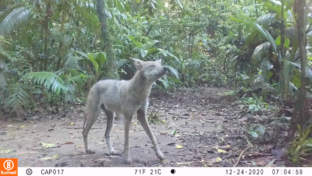 Imagen cámara trampa