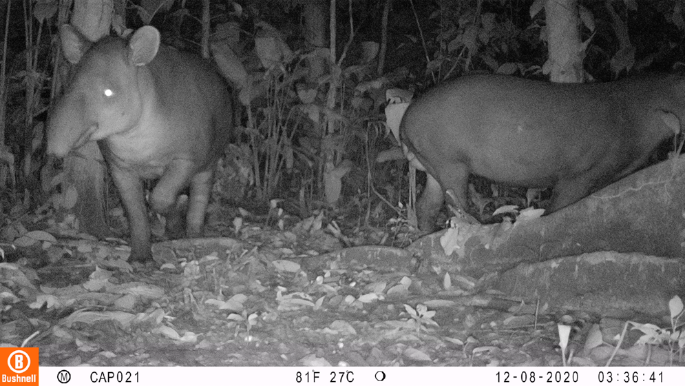 Imagen cámara trampa