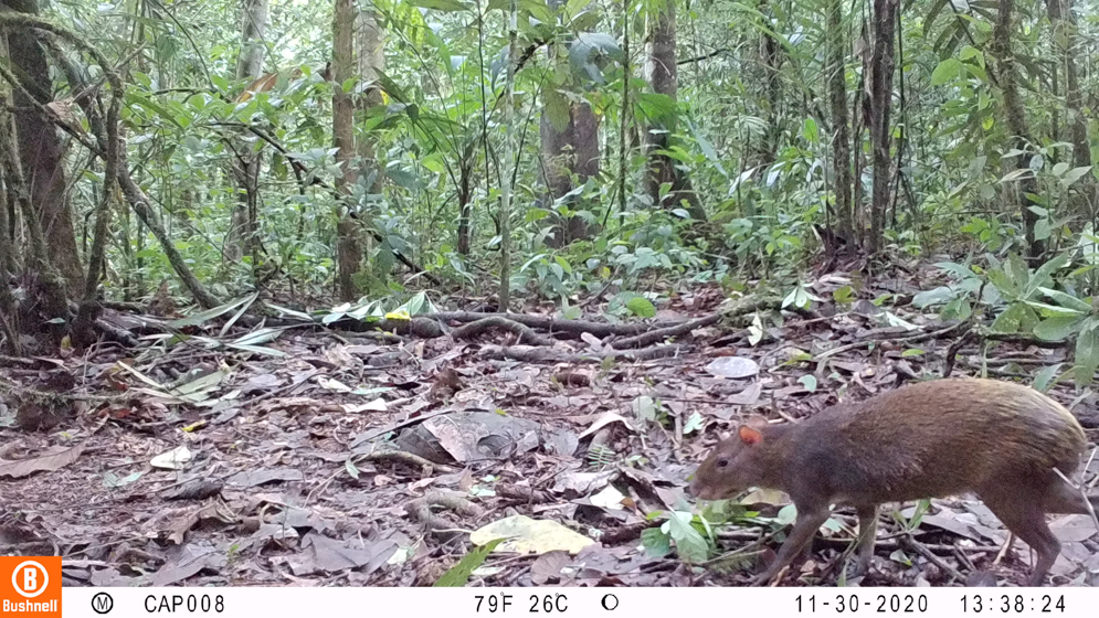 Imagen cámara trampa