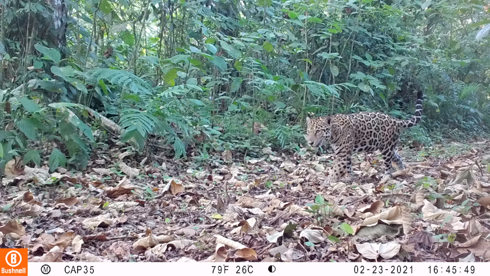 Imagen cámara trampa