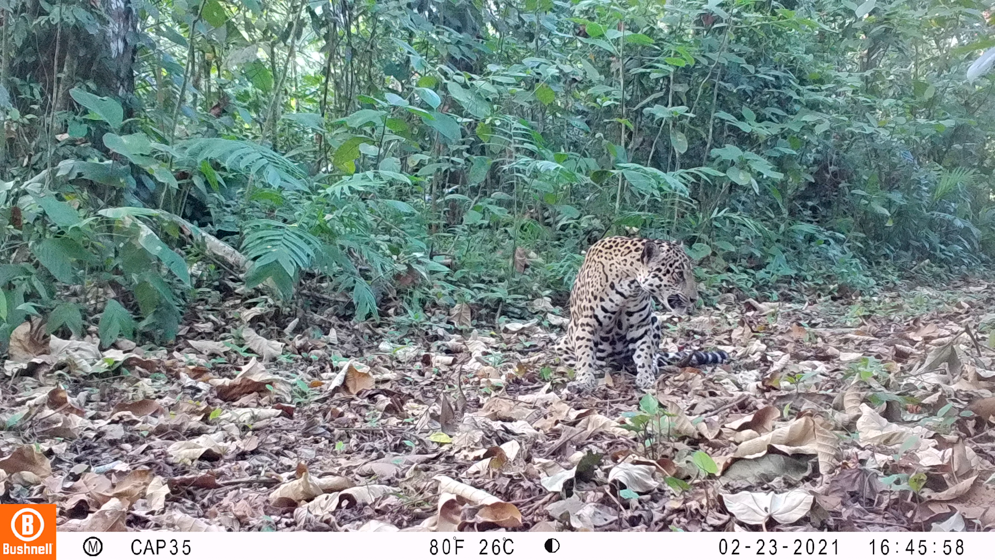 Imagen cámara trampa