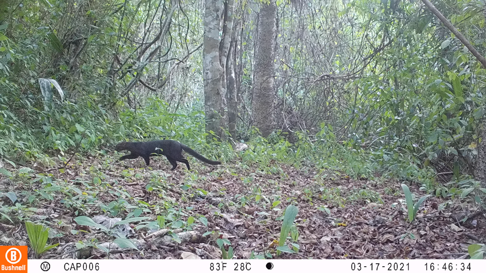 Imagen cámara trampa