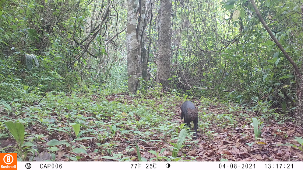 Imagen cámara trampa
