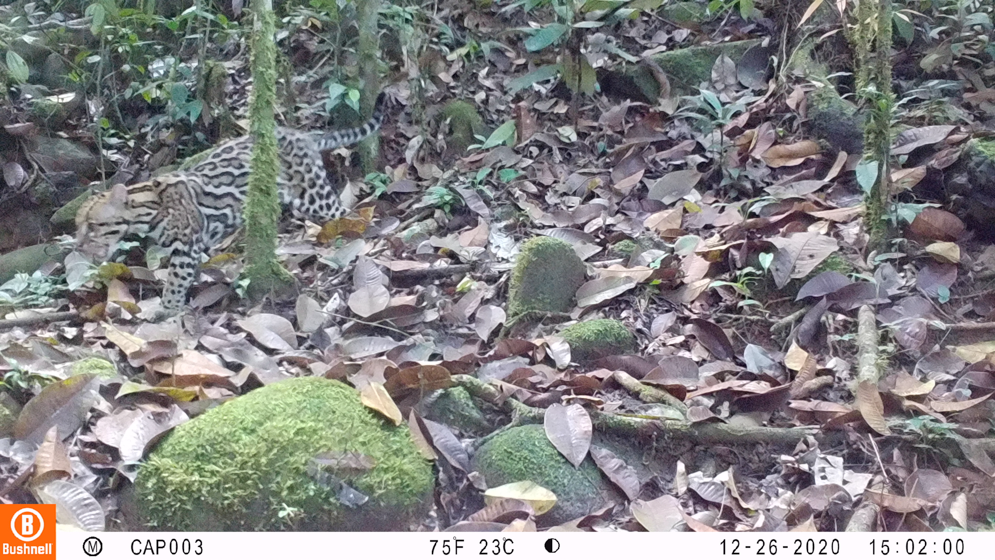 Imagen cámara trampa