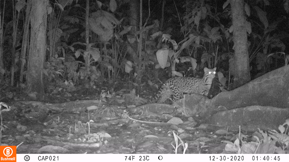 Imagen cámara trampa