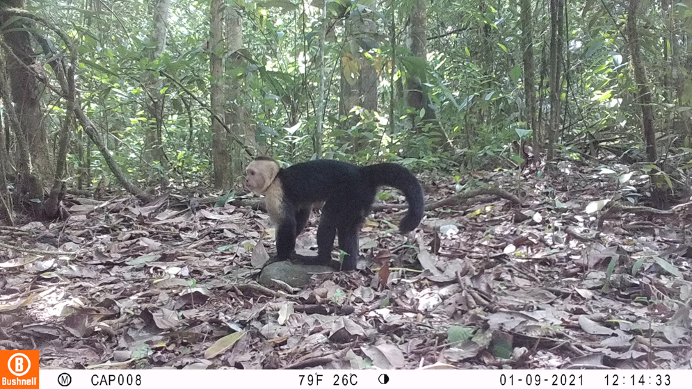 Imagen cámara trampa