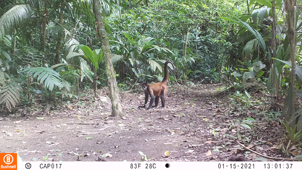Imagen cámara trampa