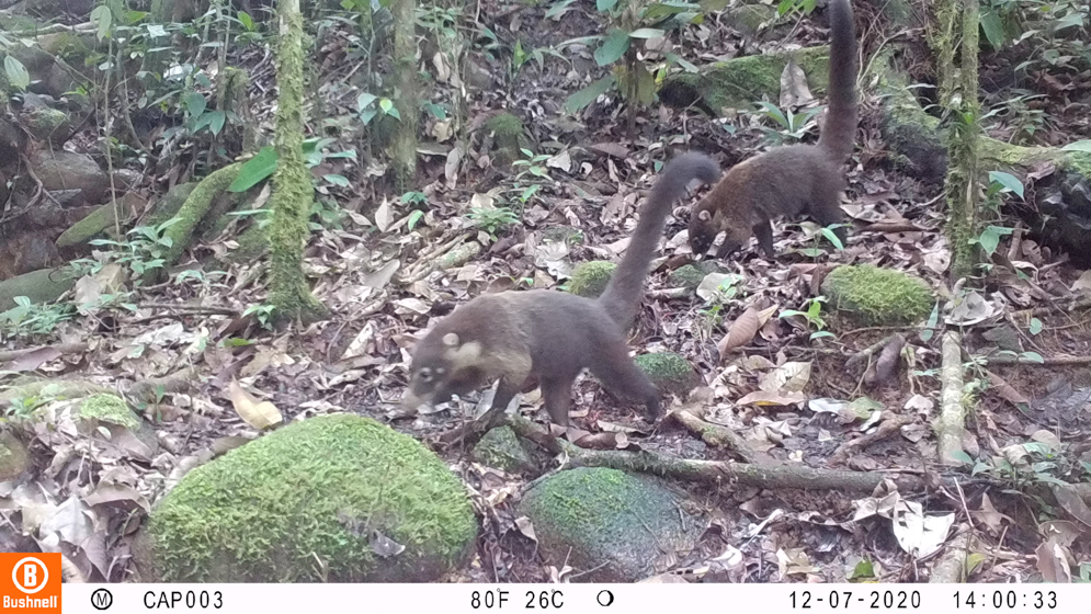 Imagen cámara trampa