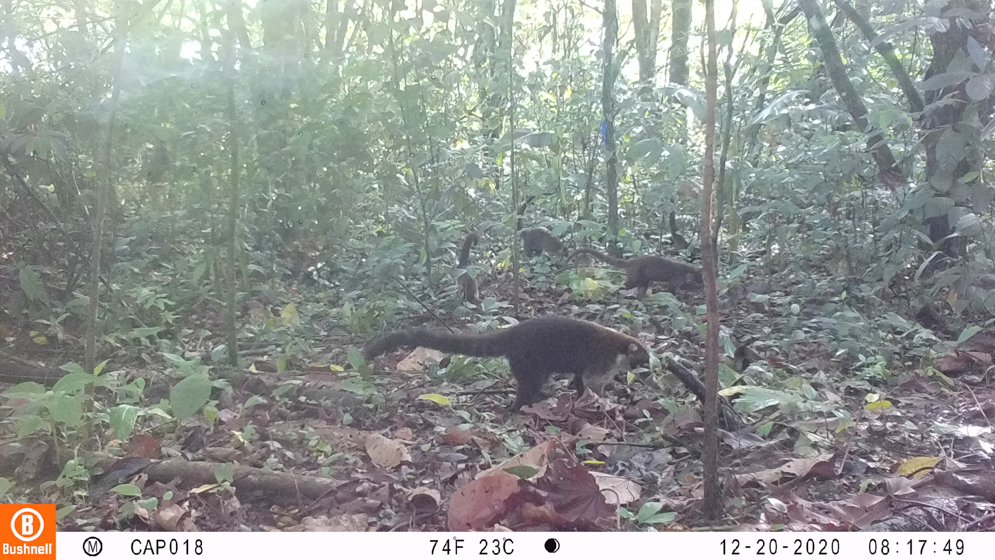 Imagen cámara trampa