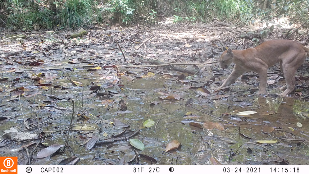 Imagen cámara trampa