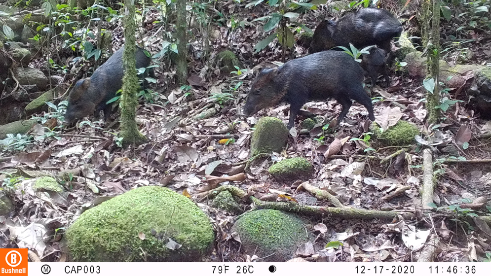 Imagen cámara trampa