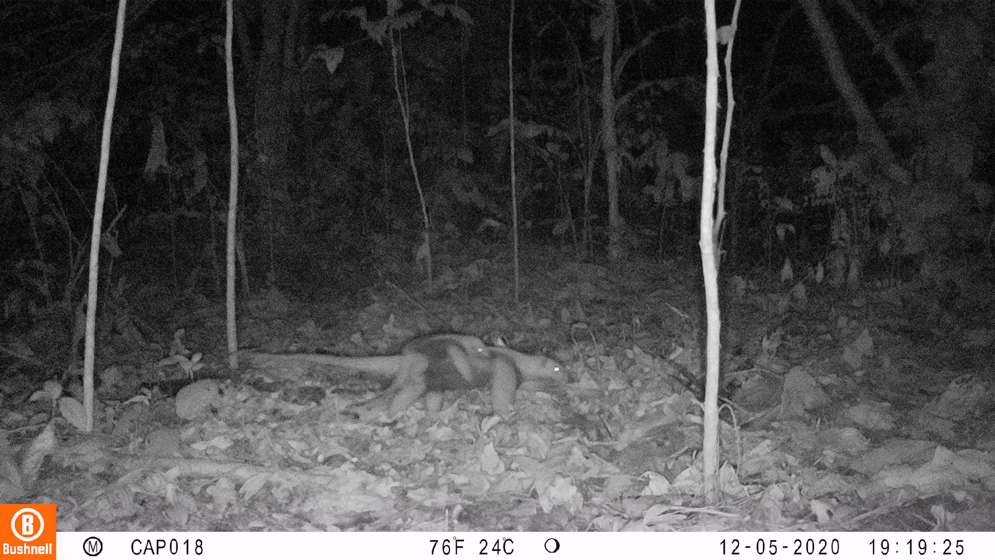 Imagen cámara trampa