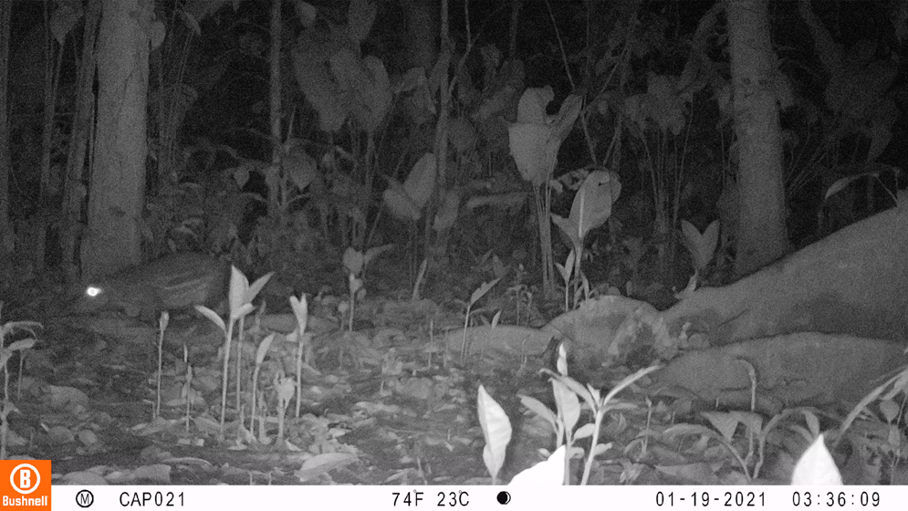 Imagen cámara trampa