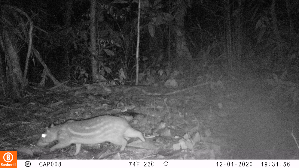 Imagen cámara trampa