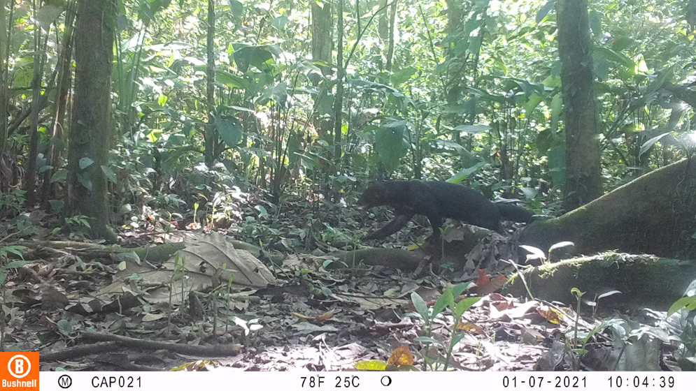 Imagen cámara trampa