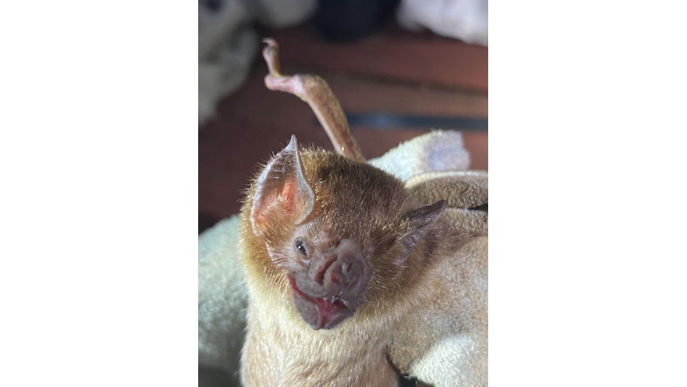 Imagen cámara trampa