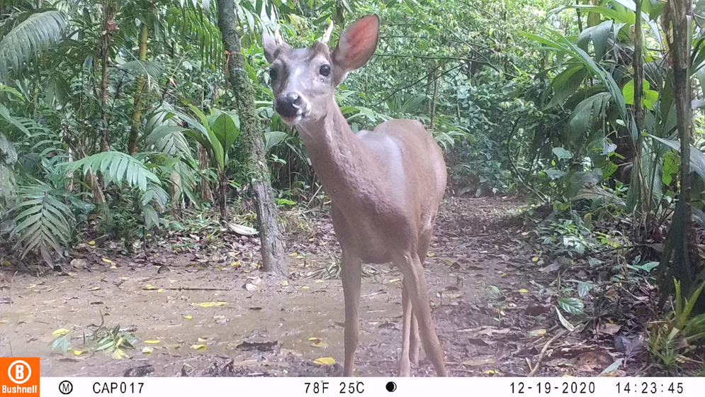 Imagen cámara trampa