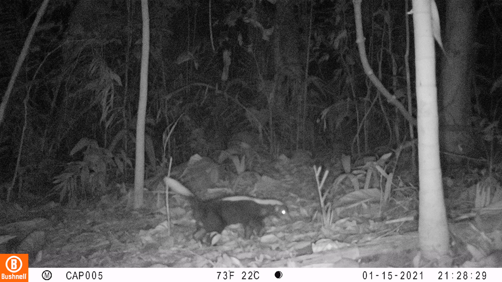 Imagen cámara trampa