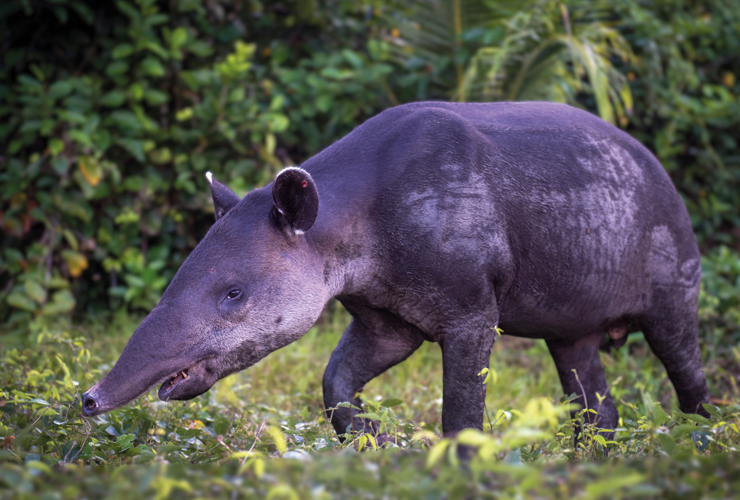 Danta o tapir